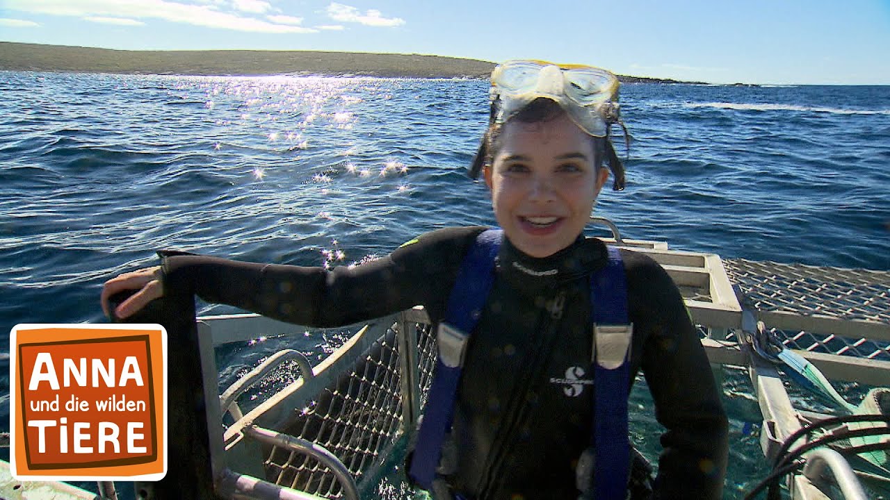 Mit dem Hai unter Wasser | Reportage für Kinder | Anna und die wilden Tiere