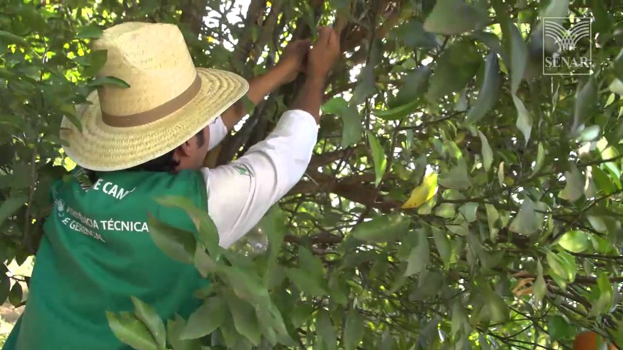 SENAR em Campo: Fruticultura - Como combater a mosca da fruta