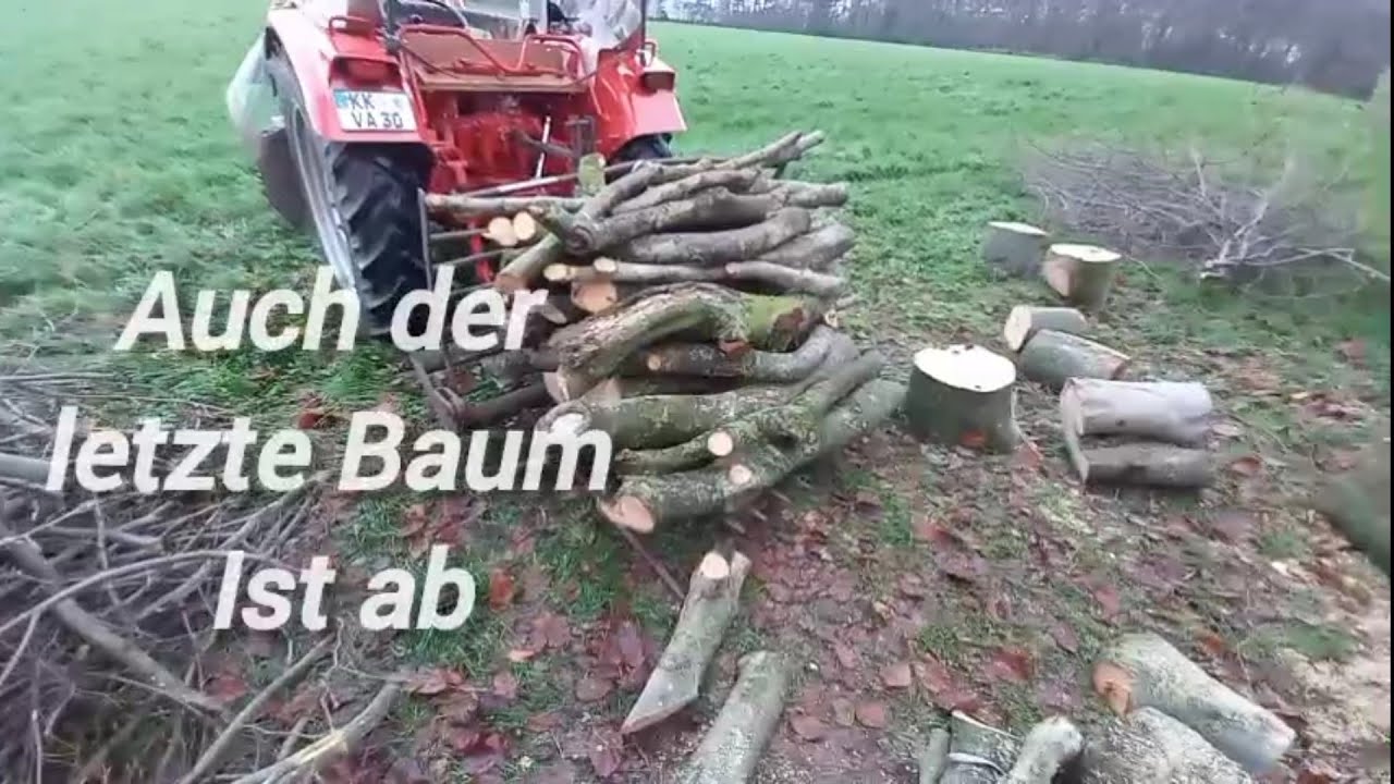 Buche fällen, war die richtige Entscheidung 