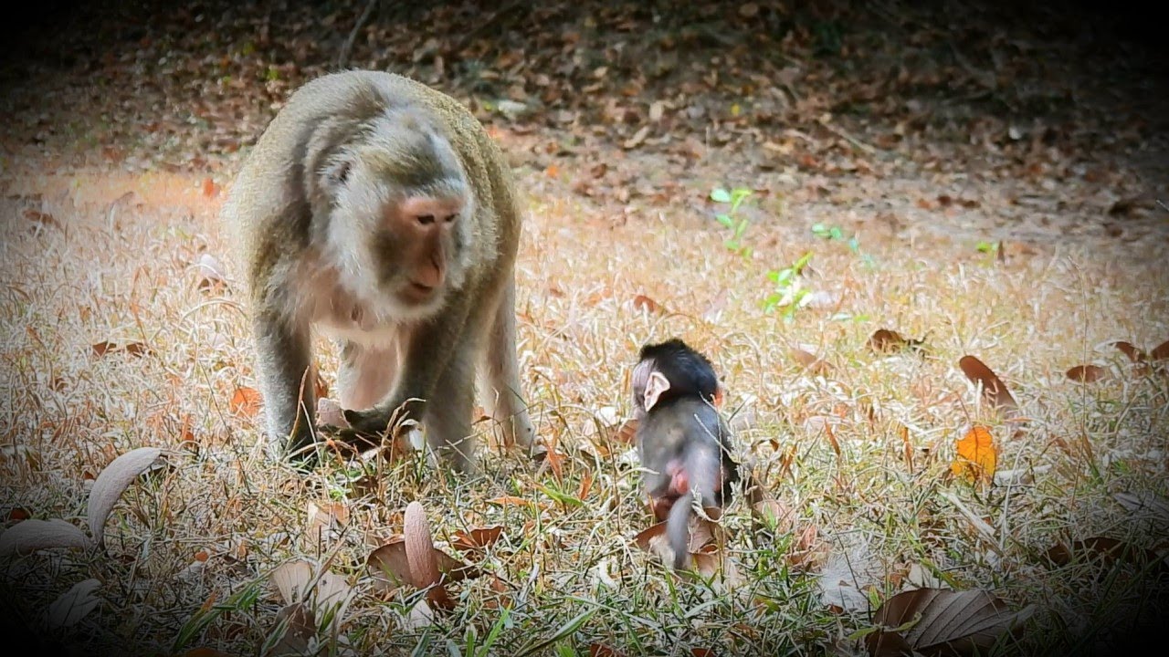 Good Teaching..! Mom Monkey Gladdis Teaching Her Baby Gabriel How To Walking