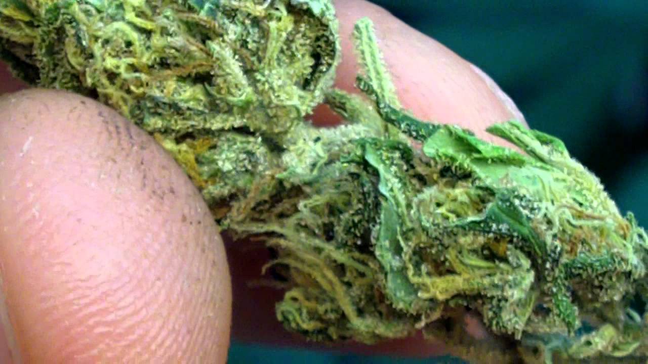 PINEAPPLE EXPRESS - G 13 LABS OUTDOOR 2011