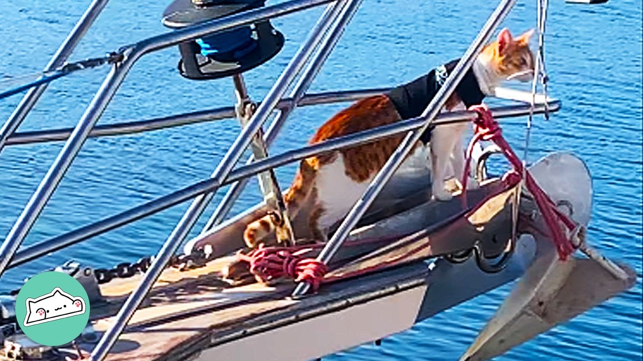 Family Found Stray Cat in Harbour. Now He’s the Captain | Cuddle Cats