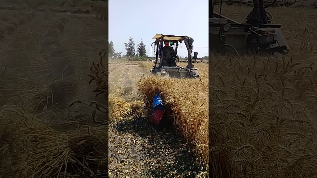 حصادات القمح بالتربيط من عزام جروب