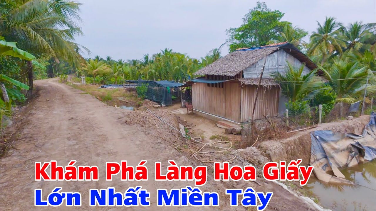 Khám Phá Vùng Quê Nơi Trồng Hoa Giấy Lớn Nhất Miền Tây, Làng Hoa Giấy Phú Sơn Chợ Lách Bến Tre Cũ