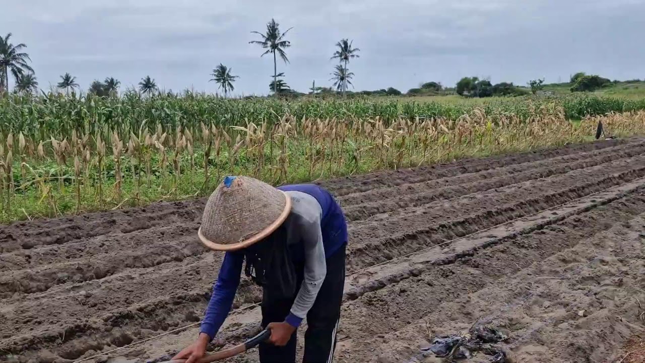 GENIUS FARMERS STILL TRUST THIS OLD HOE FOR STRONG PLANTING BEDS! - Agriculture Farming