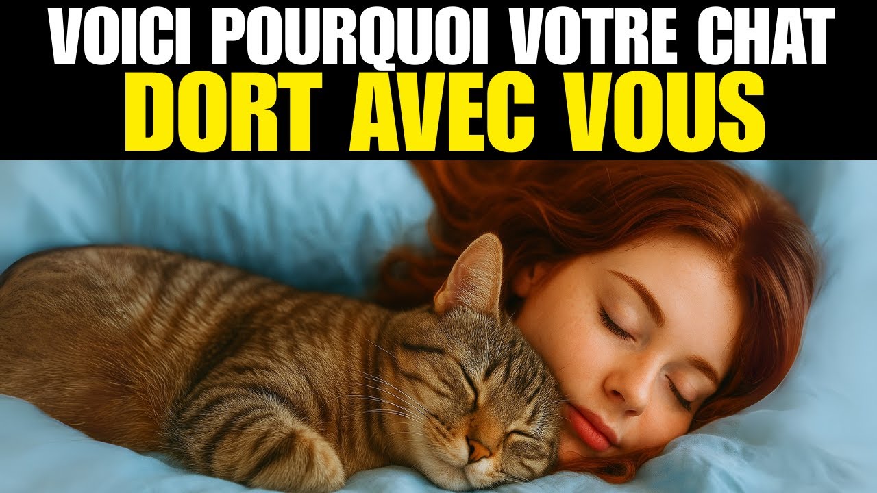 Quand Votre Chat Dort À Côté De Vous, Il Veut Vous Dire Quelque Chose