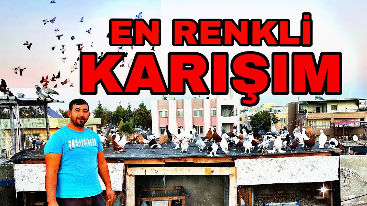 KENDİ ELVAN KUŞLARIYLA KARIŞMA YAPAN ADAM GÖKHAN ŞAHİN