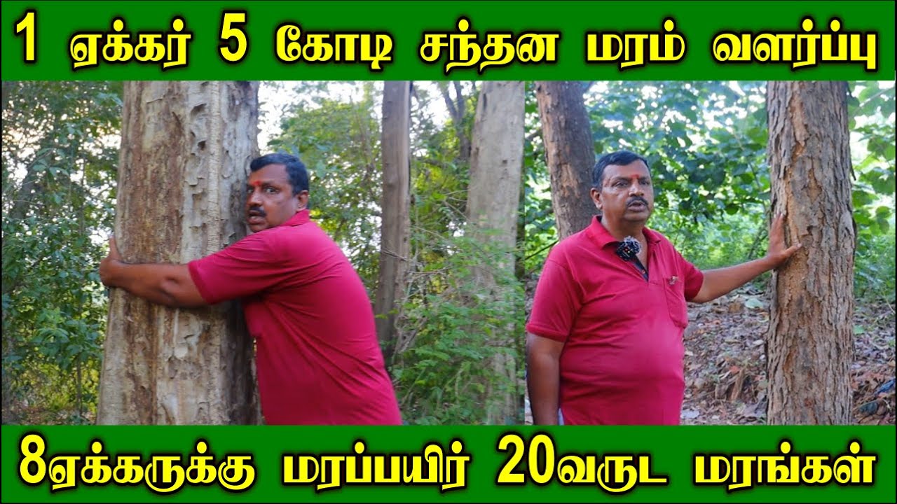 1 ஏக்கர் 5 கோடி சந்தன மரம் வளர்ப்பு லாபகரமான மரப்பயிர் | 8 ஏக்கருக்கு மரப்பயிர்