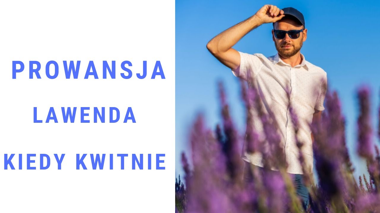 Prowansja - gdzie i kiedy kwitnie lawenda - Lazurowy Przewodnik