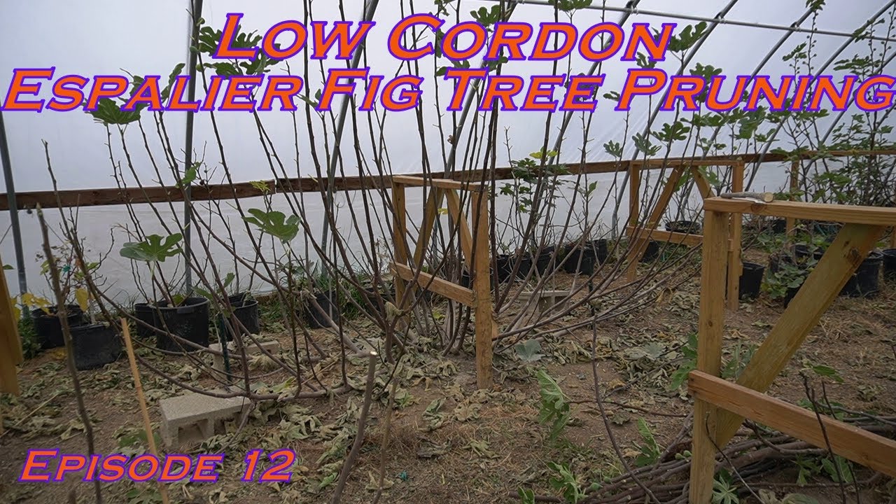 Low Cordon Espalier Fig Tree Pruning   Ep12