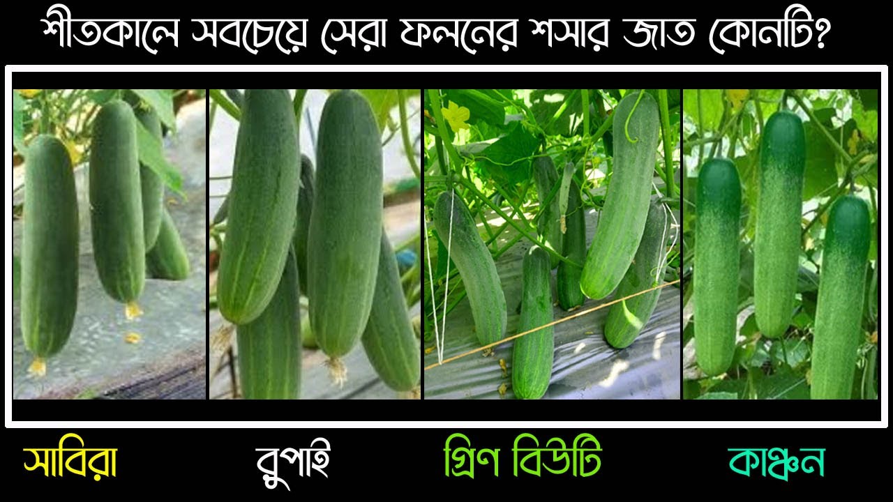 শীতকালে সর্বোচ্চ ফলনের জন্য কোন জাতের শসা চাষ করবেন | উদ্যোক্তার খোঁজে