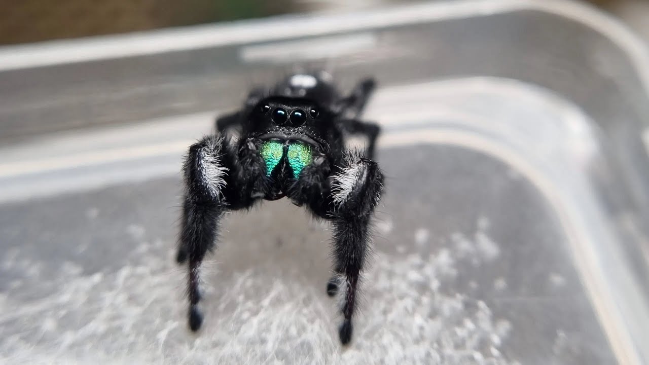 Tego pająka chce KAŻDY! Skakun KRÓLEWSKI - |ARACHNOHOBBIA|