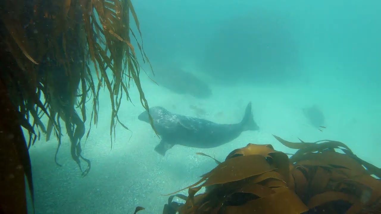 Awesome Seal Encounters While Freediving in Cornwall!
