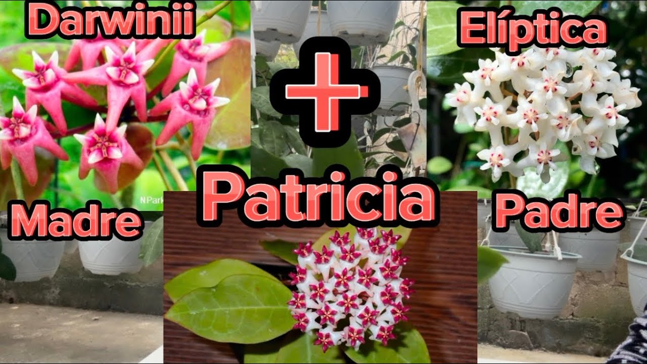 Hoya o flor de cera Patricia.😍¡Te va a enamorar esta hermosa hoya!🤩