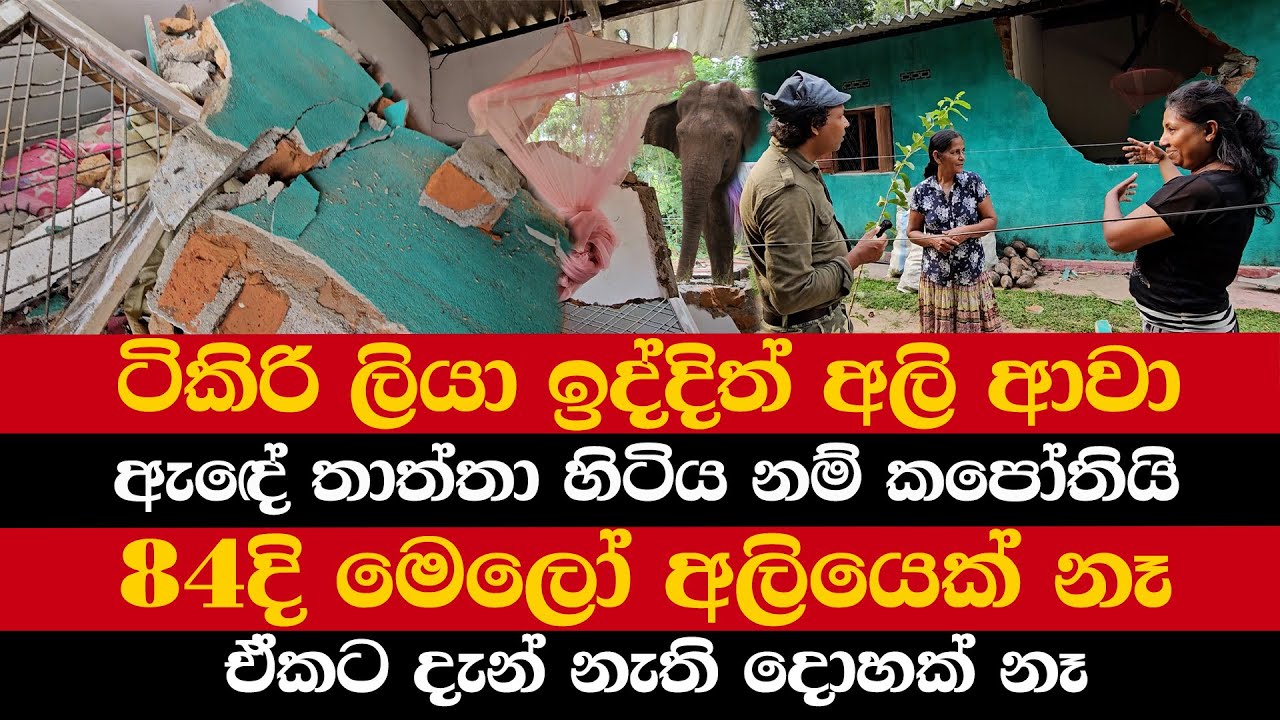 ටිකිරි ලියා ඉද්දිත් අලි ආවා | 84දි මෙලෝ අලියෙක් නෑ | ඒකට දැන් නැති දොහක් නෑ