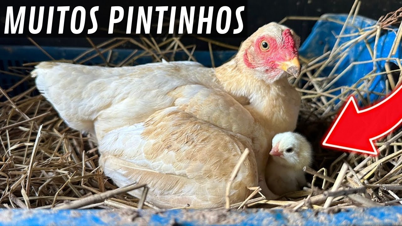 Nascimento de muitos pintinhos co-shamo | Ganso do Egito atacando | Aves Recriar