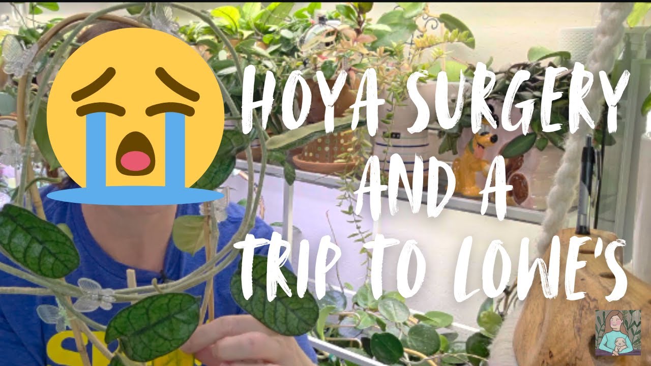 Hoya Surgery & A Quick Trip to Lowe's