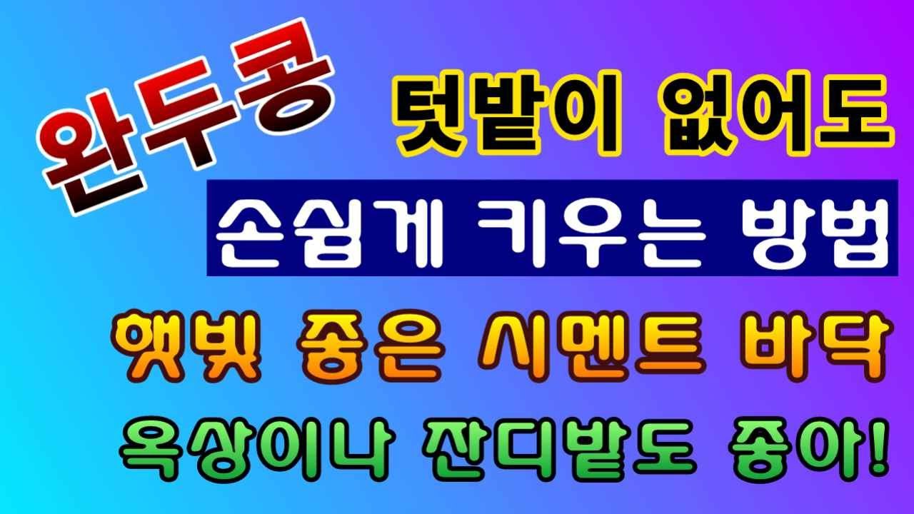 [텃밭농부. 1,352]  텃밭이 없어도 완두콩을 재배 하는 방법. 