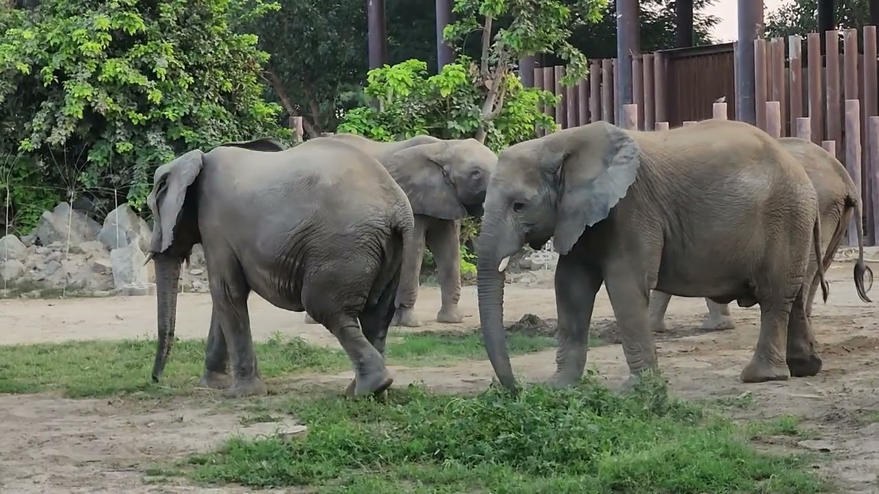 Animals of the world | 6 | Elephant