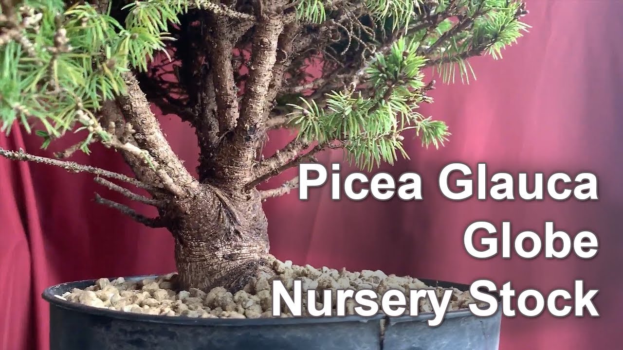 Alberta Spruce Globe, April 2019 - Small Balcony Bonsai