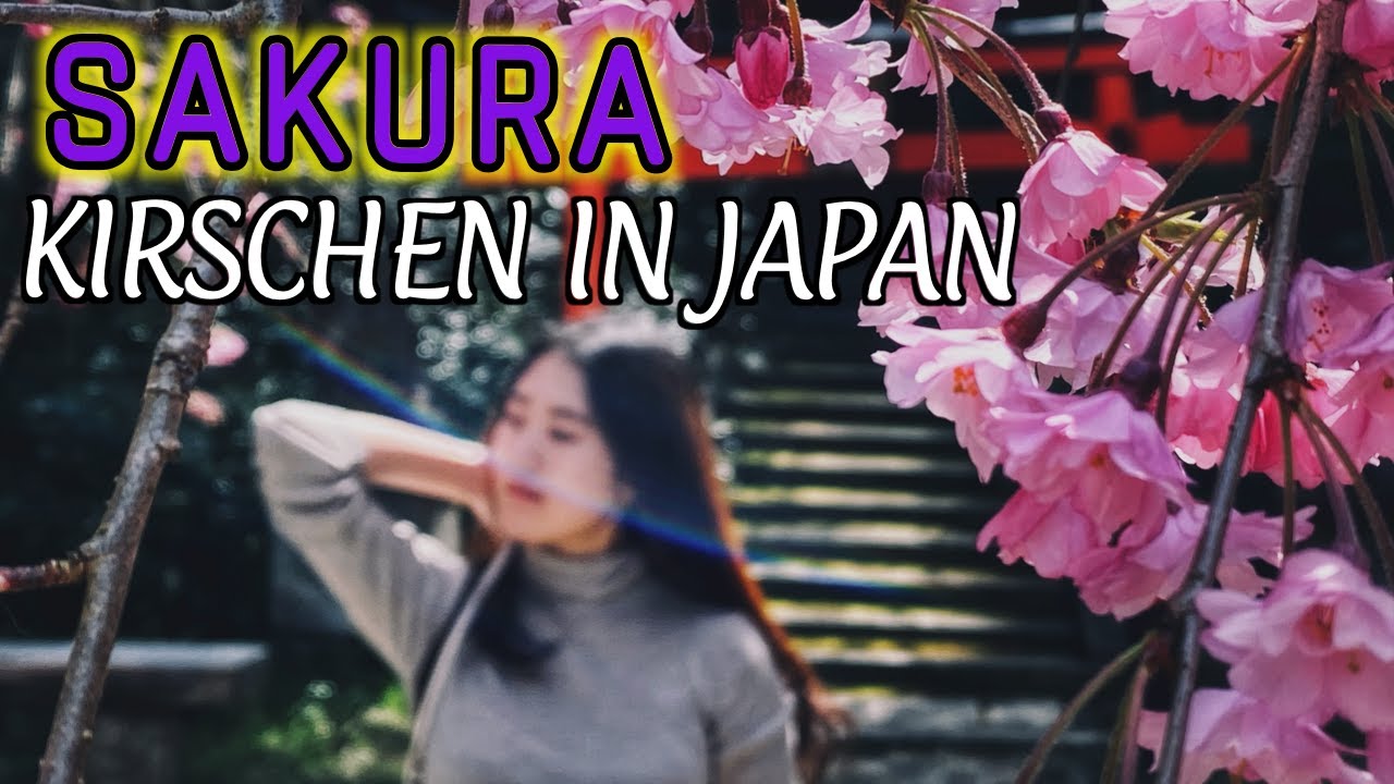 ! SAKURA 2021 ! Kirschbl&uuml;te in Japan/ Eine Dokumentation