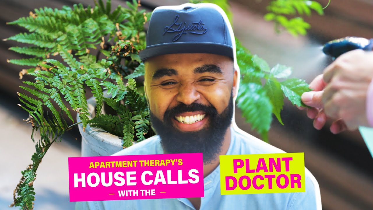 Aaron's Sad Fern | House Calls With The Plant Doctor | Apartment Therapy