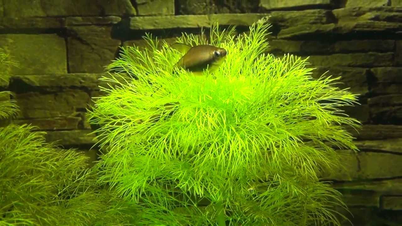 Kaisersalmler in ihren Pflanzen im 200 liter Aquarium - Emperor tetras - Nematobrycon palmeri