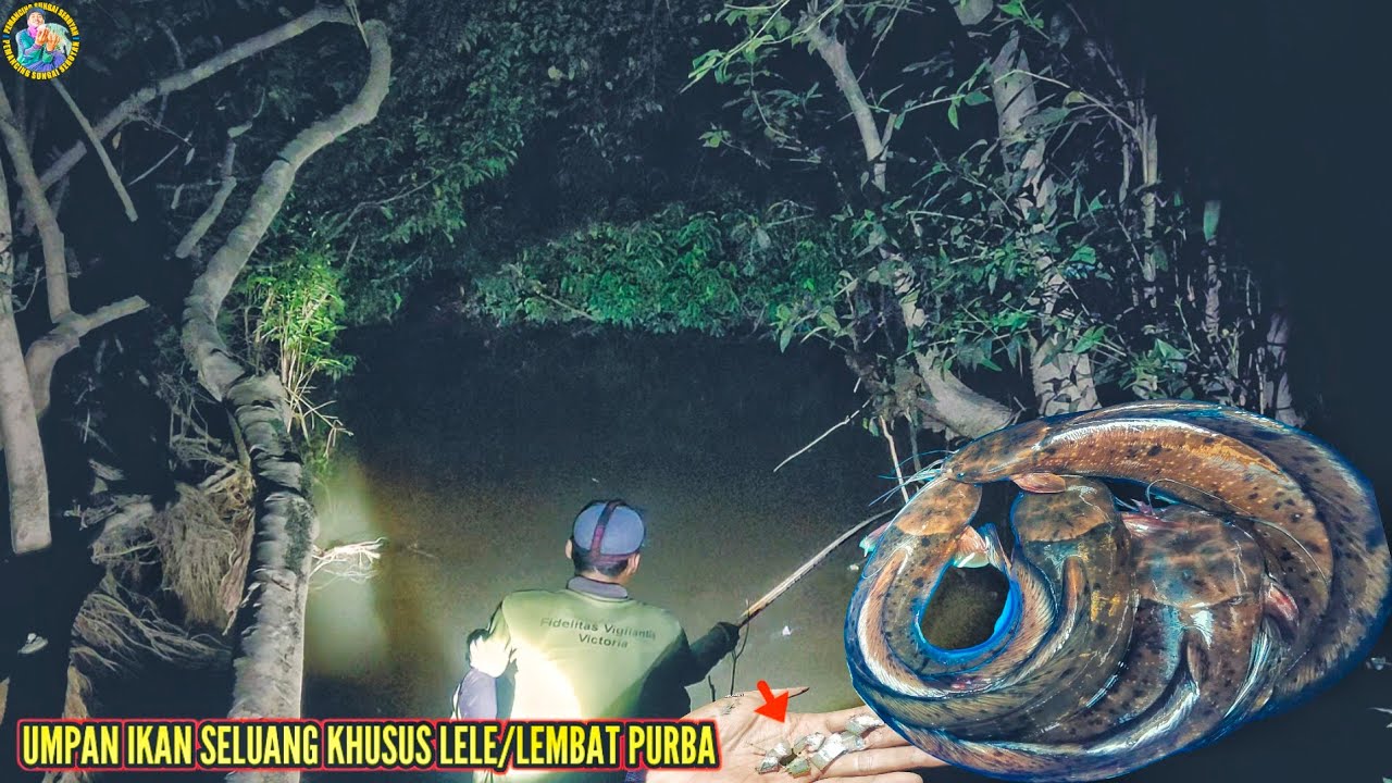 MANCING LELE/LEMBAT PURBA UMPAN IKAN SELUANG SENDIRIAN DI TENGAH HUTAN‼️@pemancingsungaiseruyan594