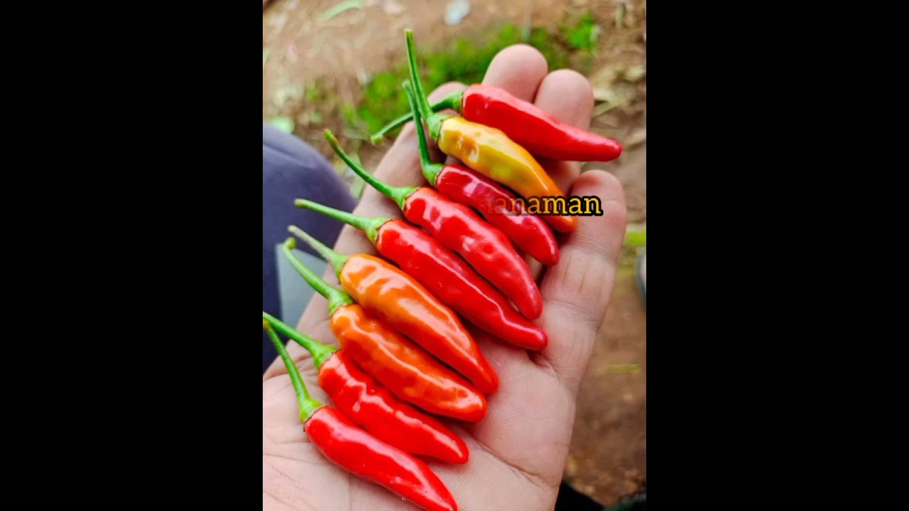 Cabai Rawit Setan - Super Pedas.‼️‼️ 🤠 #shortvideo