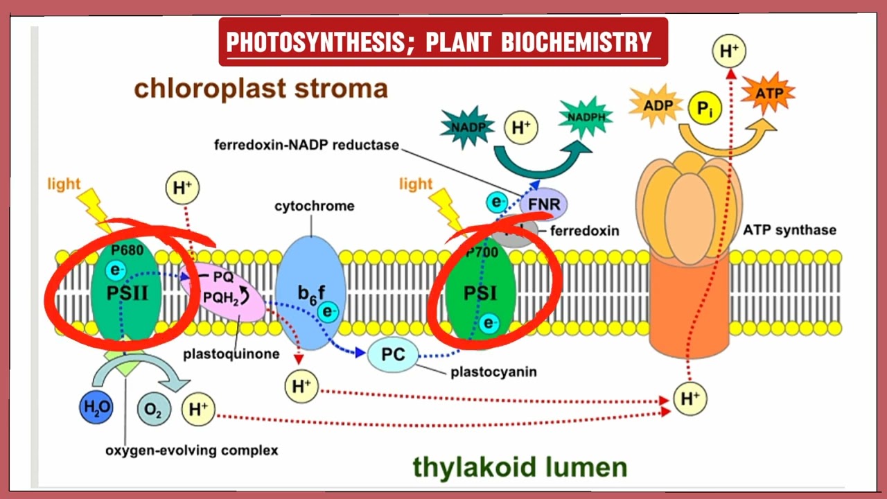 Photosynthesis - phase 1 Reaction | The Biochemistry Academy.