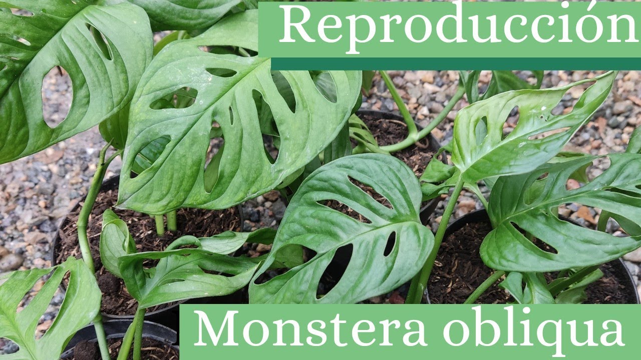 REPRODUCCION monstera obliqua: 2 TIPS FUNDAMENTALES l jardín de Rosita