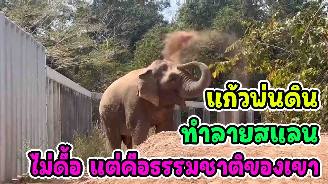 บ้านใหม่ ชีวิตใหม่ของ “แก้วอินดี้” | เมื่อธรรมชาติของช้างป่าเริ่มส่งสัญญาณชัดเจน