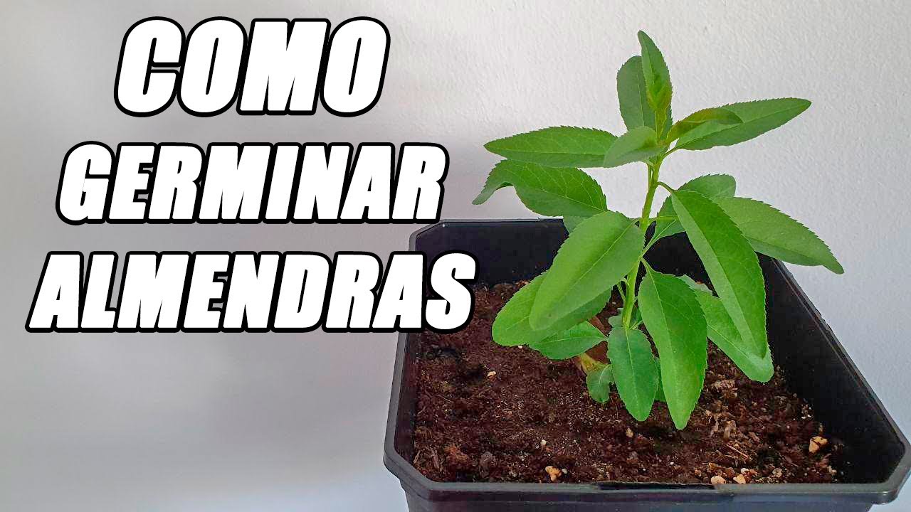 Germina Una ALMENDRA y Obtiene Tu Propio Árbol | La Huerta De Alber