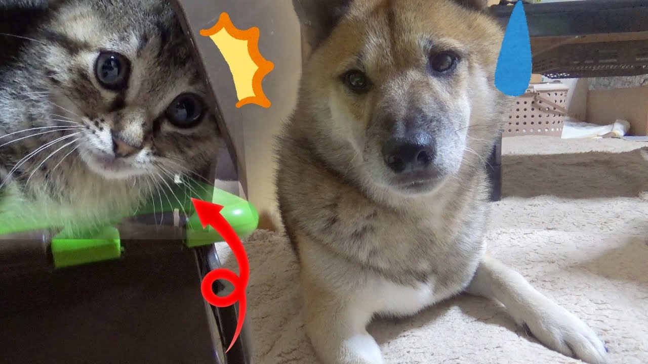 子猫にフラれた！いっぱい遊びたくてグイグイ行き過ぎる柴犬--Shiba inu and kitten!Let's hang out!--