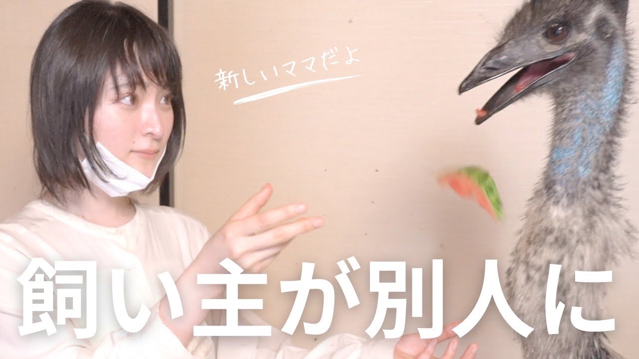 朝起きたら、飼い主が別人になっていたときのエミューの反応は？
