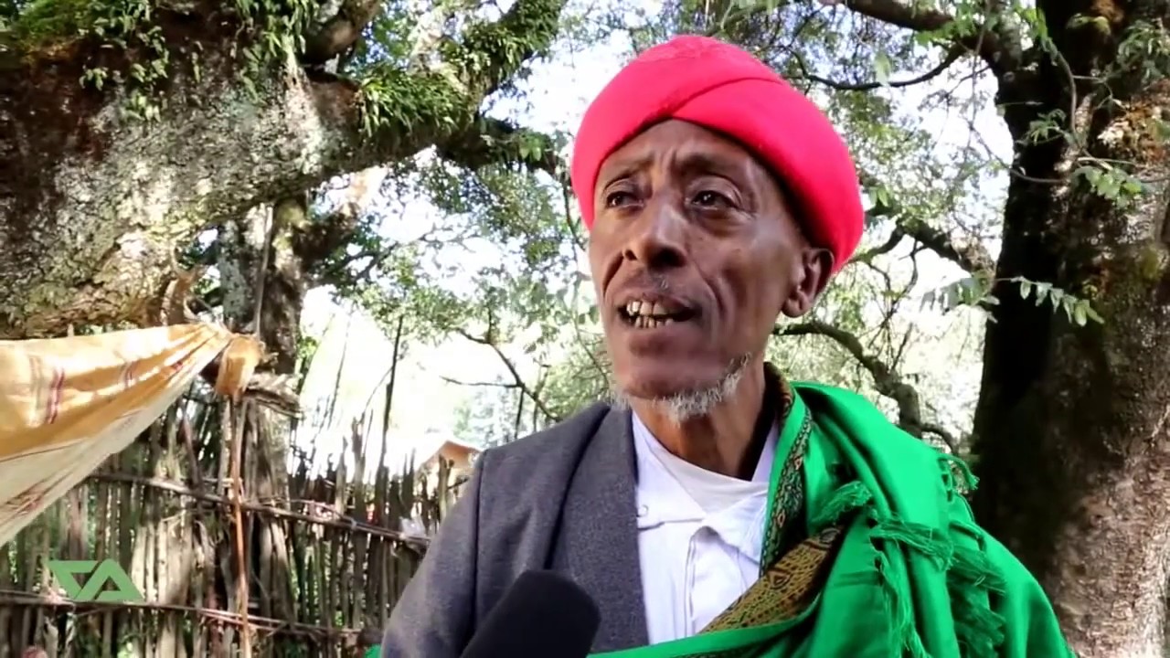 ጀማንጉስ አልቡኮ Jemanigus Albuko