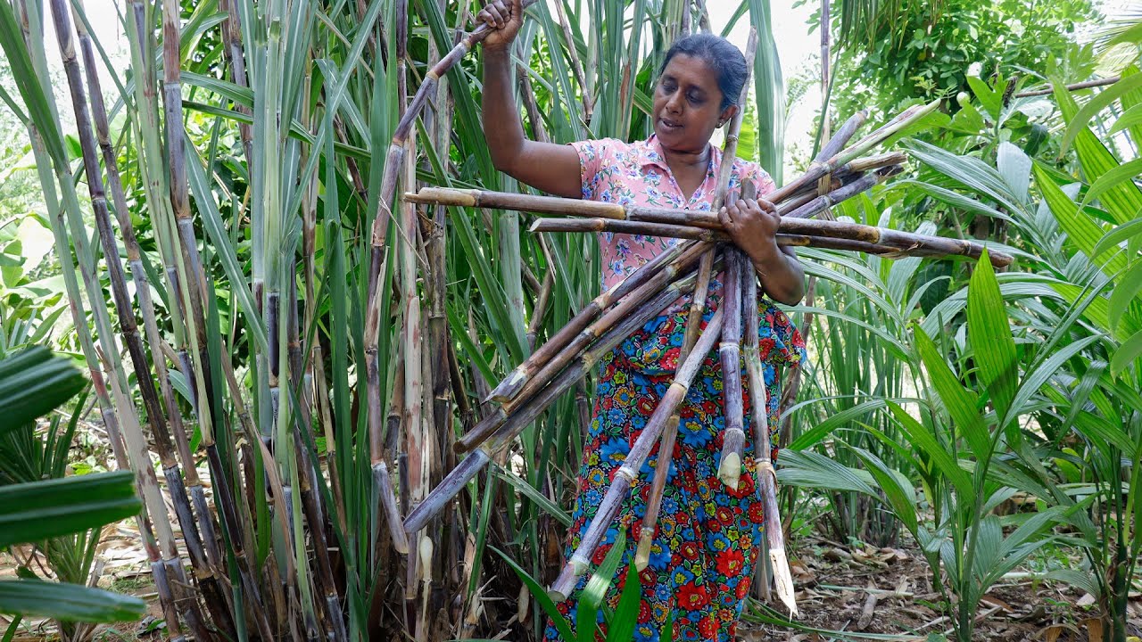 Black sugarcane / I make honey and jaggery from black sugarcane juice.  village kitchen recipe