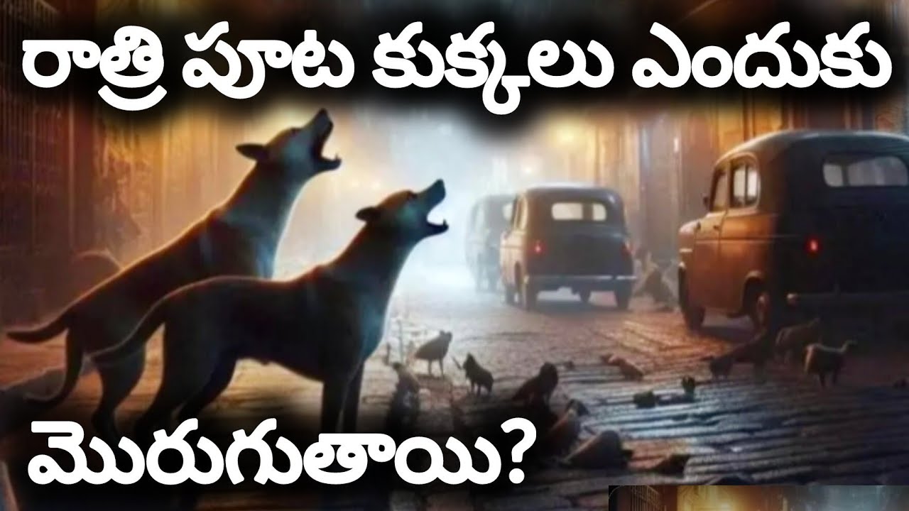 రాత్రి పూట కుక్కలు ఎందుకు మొరుగుతాయో తెలుసా?| Why does dogs bark at night time?#facts