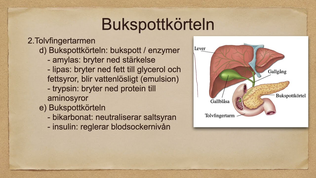Matspjälkning del 2