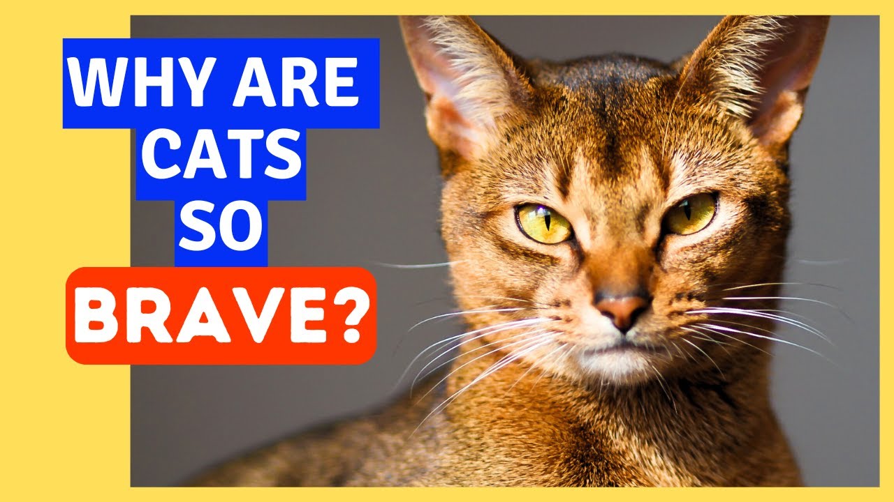 7 True Reasons Why Your Cats Are SO BRAVE & INTELLIGENT!