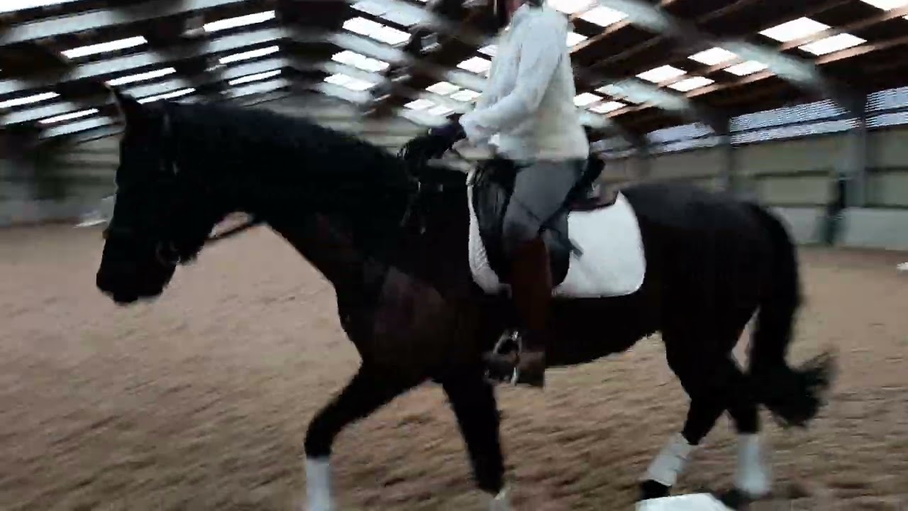 E Riders Riding Club intro 1A , February 2026. Susan Mordey with Disaronno III