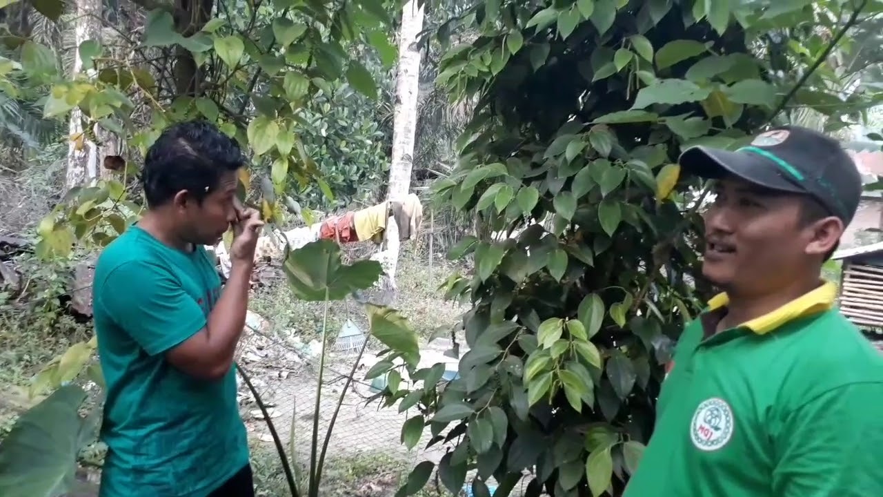 Sukses menjadi petani lada dengan omset puluhan juta perbulan
