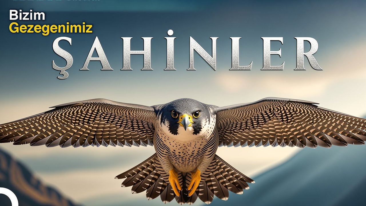Gökyüzünün Avcıları: Şahinlerin Yırtıcı Yaşamı! | Türkçe Dublaj Belgesel