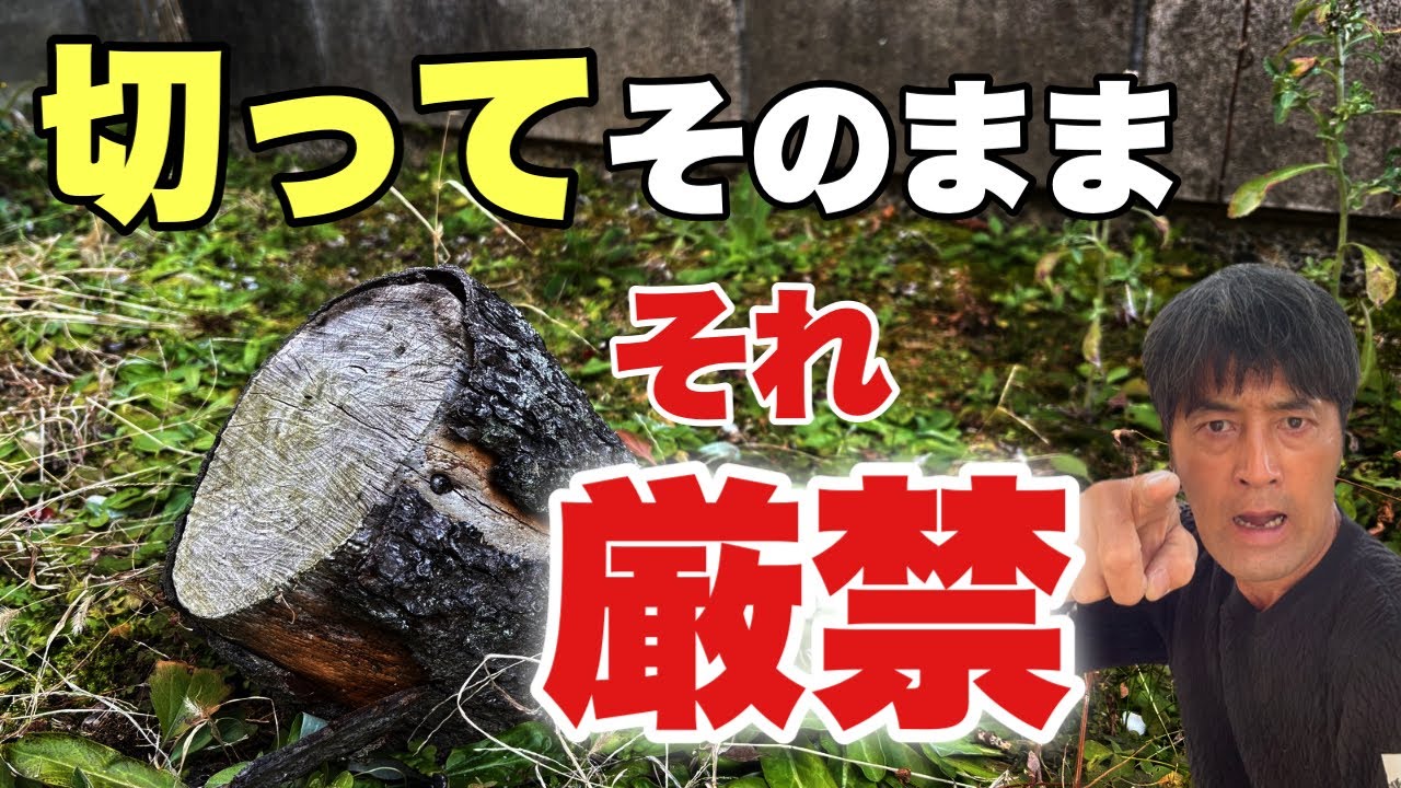 【緊急】枯らした切株は朽ちたら抜いて下さい。