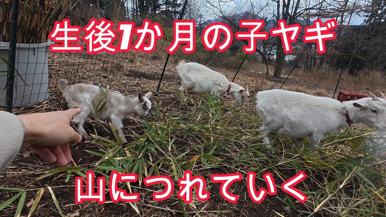 生後1か月たった子ヤギ、山の養鶏場デビューの様子、ニワトリの偽卵、山羊の雌雄見分け方、冬の貴重な緑餌【解説動画】