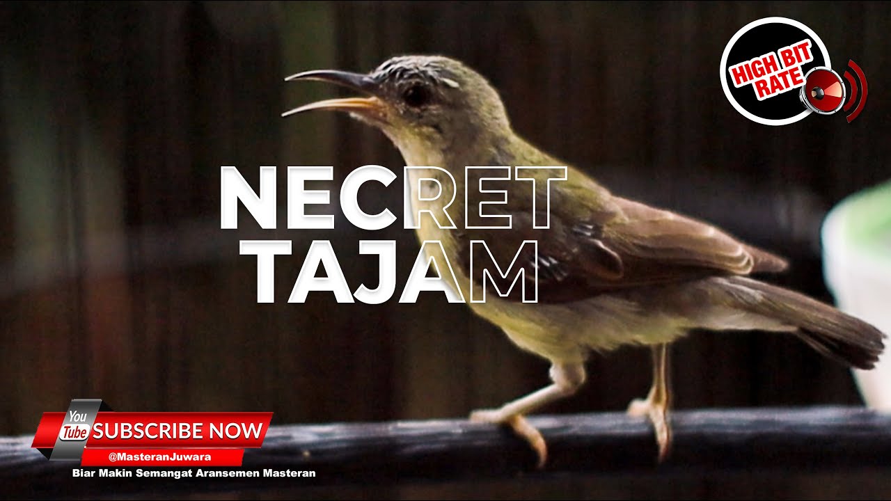 🔴Kolibri Manggar Betina Gacor Full Necret Rapet Masteran Terbaik Murai Batu & Cucak Ijo❗️