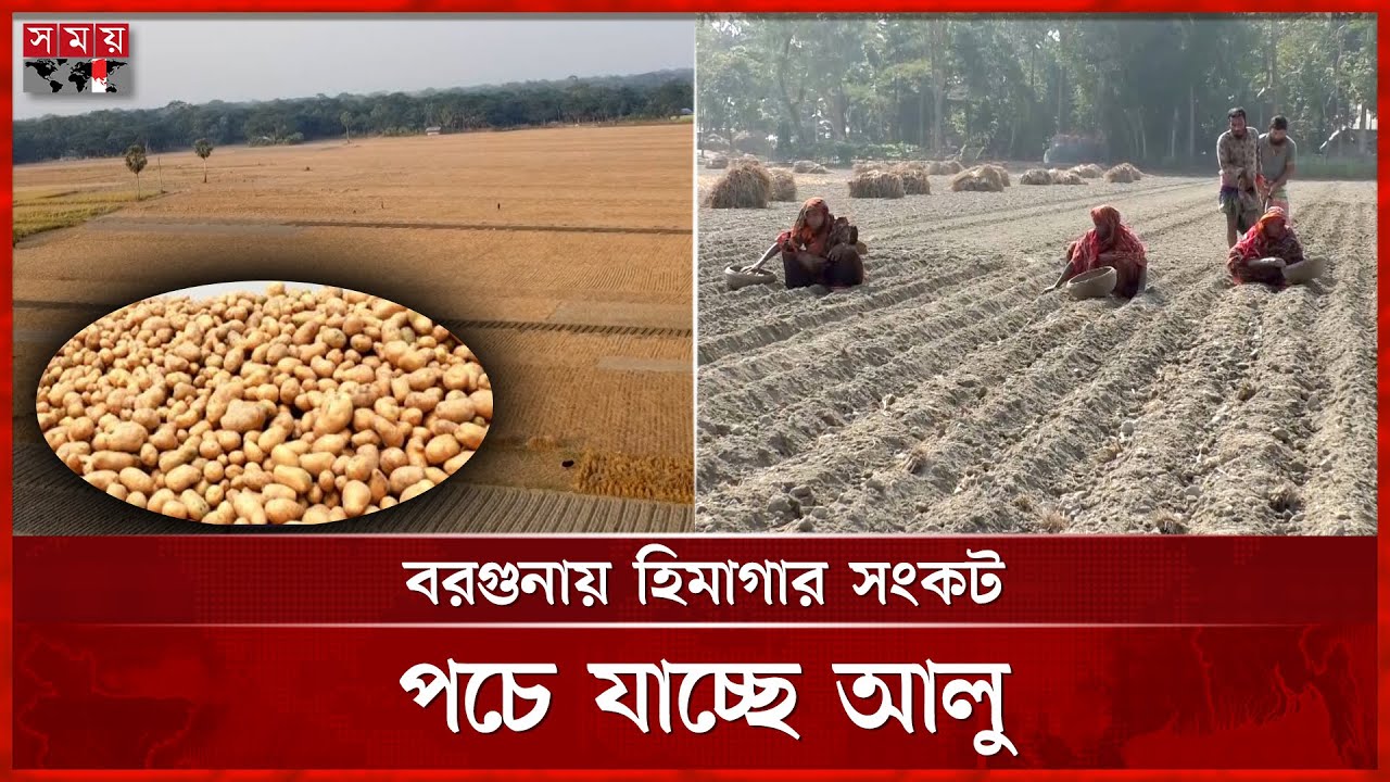 কীটনাশকের মূল্যবৃদ্ধি, আলু চাষ করে বিপাকে কৃষক | Barguna News | Cold Storage  | Potato Farming