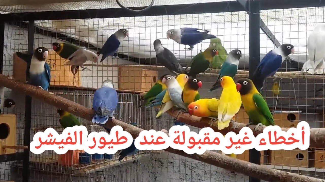 طيور الفيشر 😭 لاتنتج تجنب هذه الأخطاء في البداية 🤔