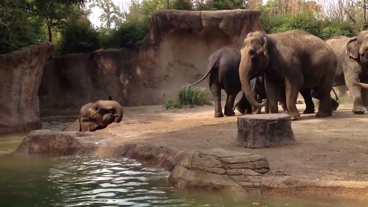 Elephant helping her baby at Saint Louis Zoo