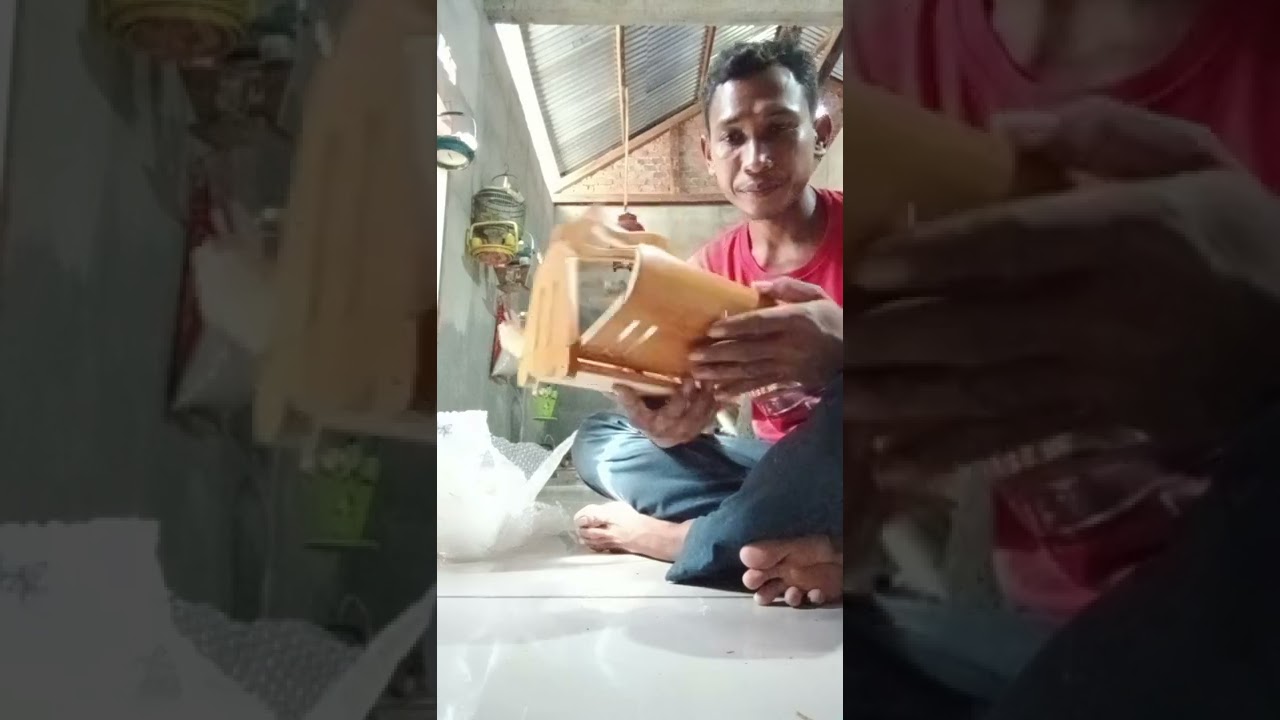 catok burung kutilang dari pagar alam.